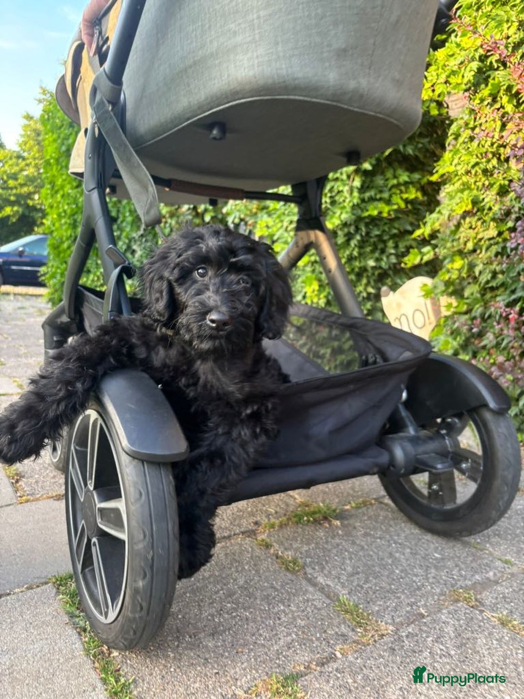 Labradoodle honden te koop: Supermooie labradoodles - Afbeelding 5