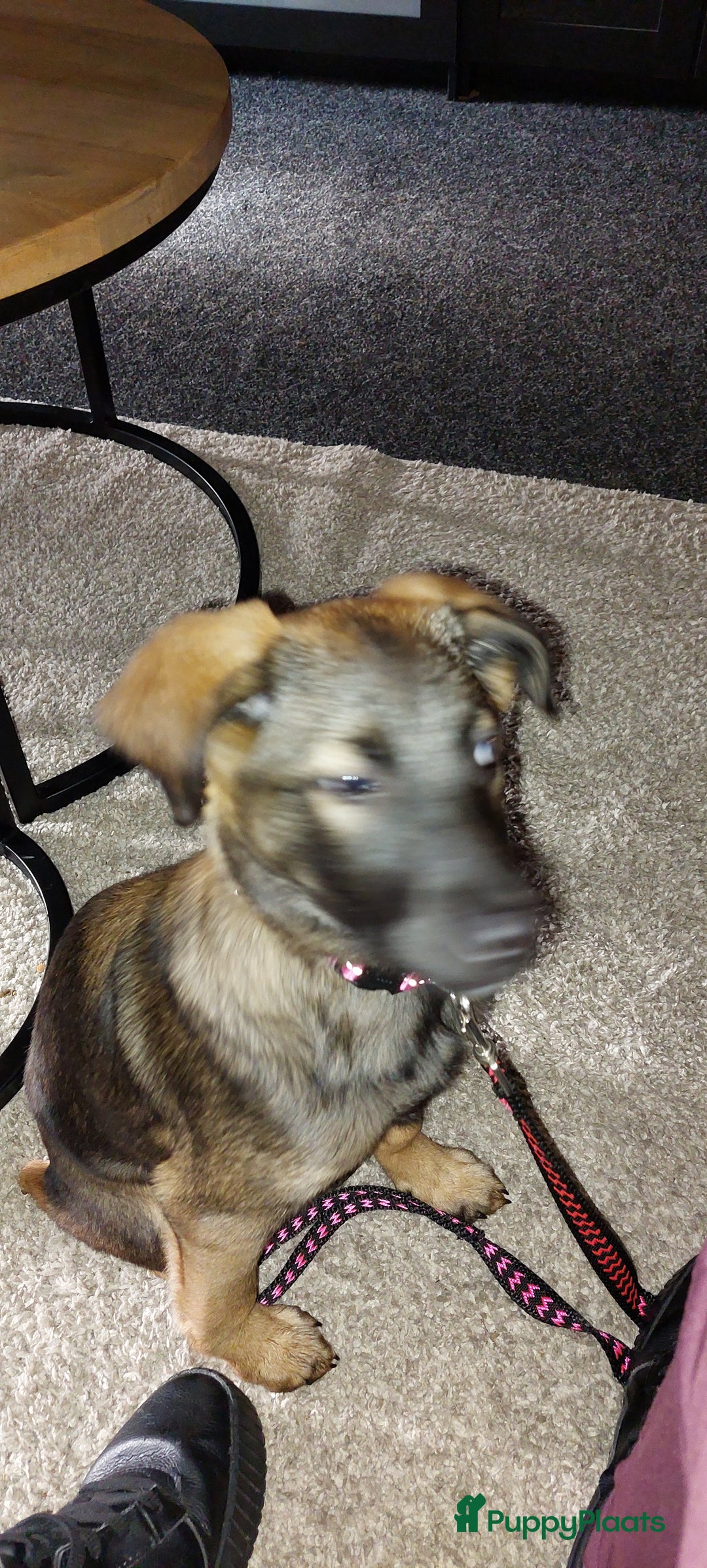 Kruising honden te koop: Lieve mechelse herder pup - Advertentie 10