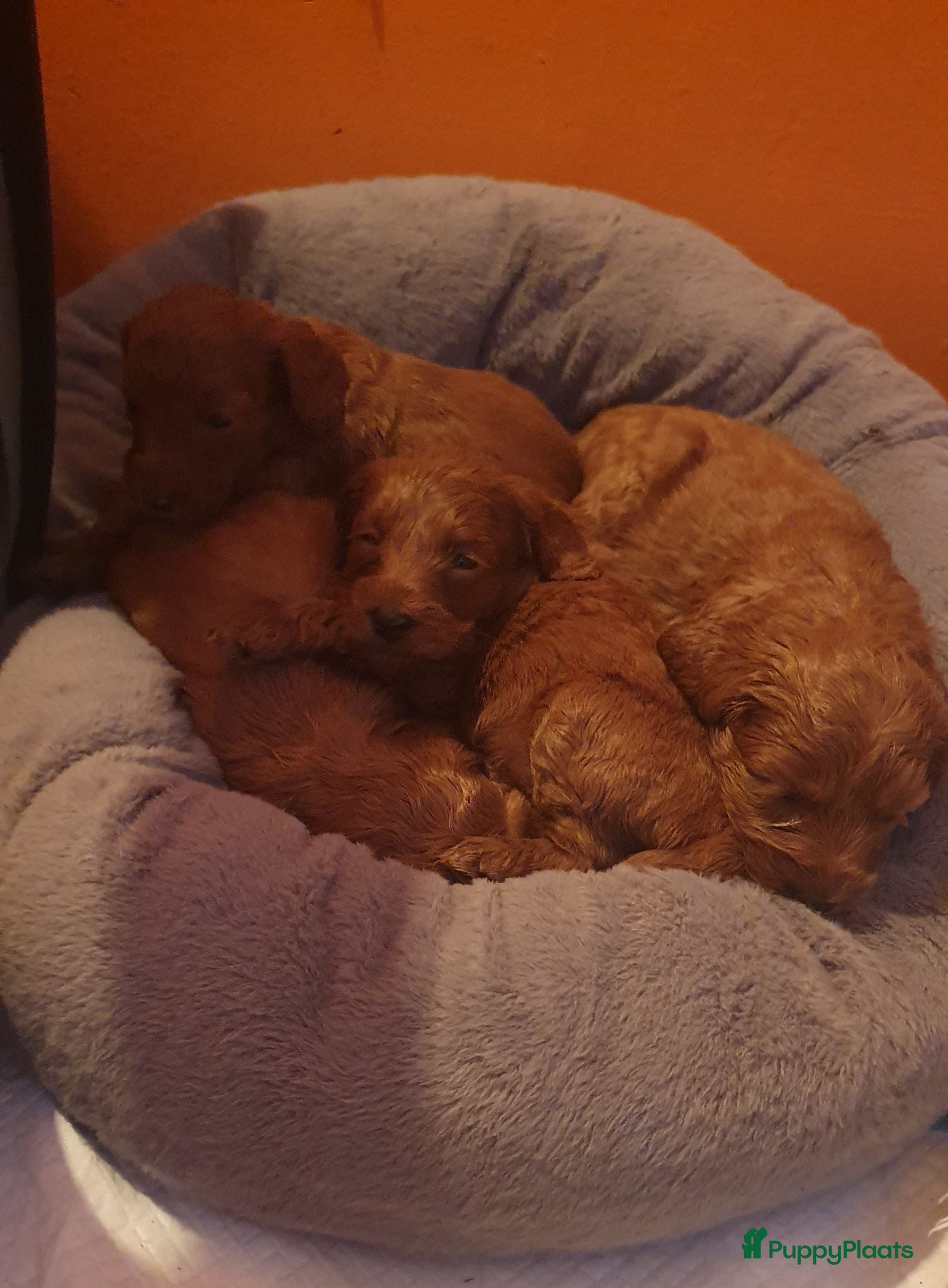 Kruising honden Rode Mini Australian/Labradoodles - Advertentie 1
