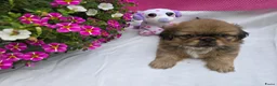 Pekingees honden te koop: Heel mooi Pekinees reutje - Advertentie 24