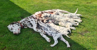 Dalmatiër honden - Advertentie 2