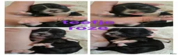 Kruising honden te koop: Shih tzu pups - Advertentie 4