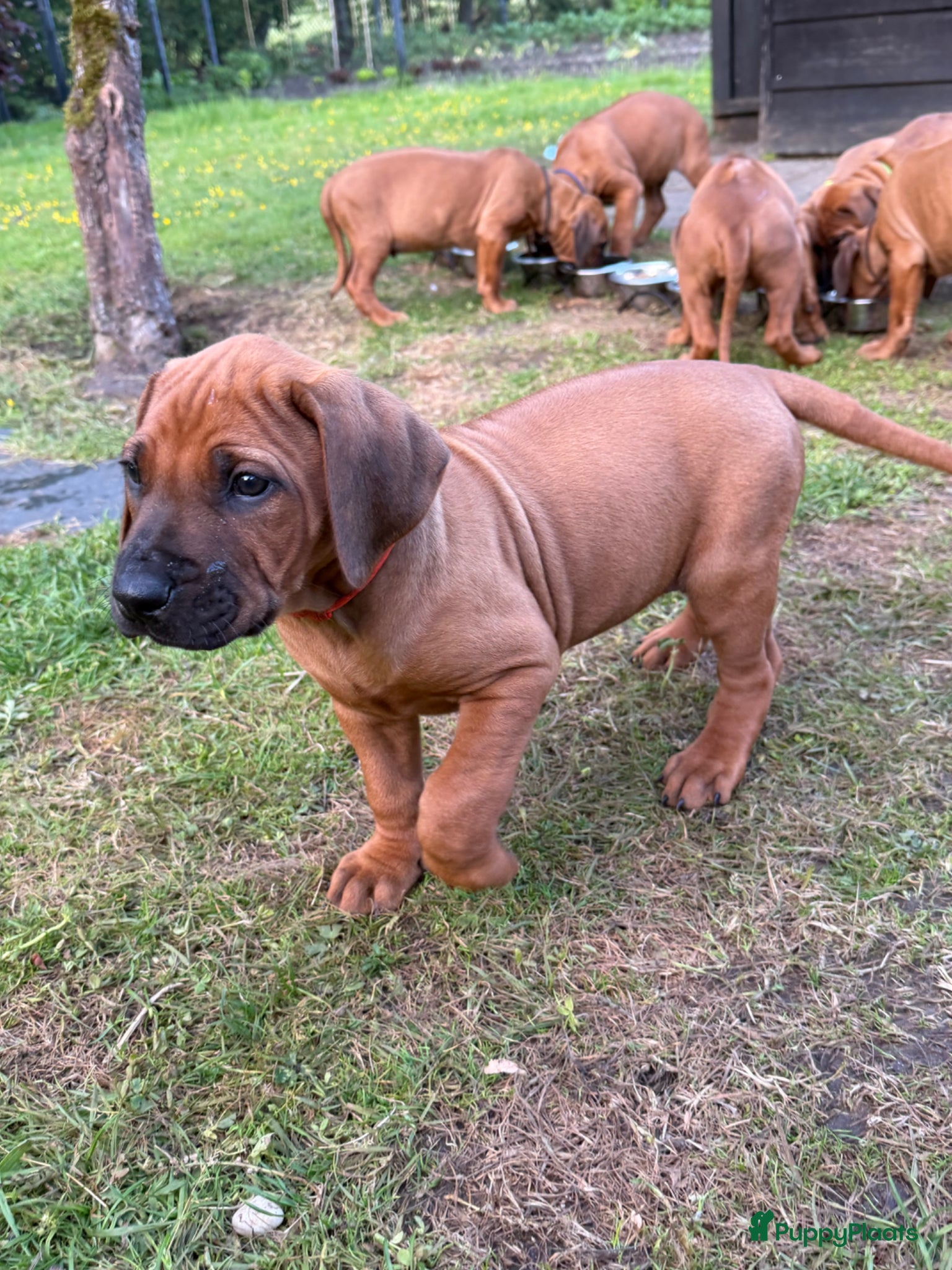 Rhodesian Ridgeback honden Rhodesian Ridgeback puppy's - Advertentie 2