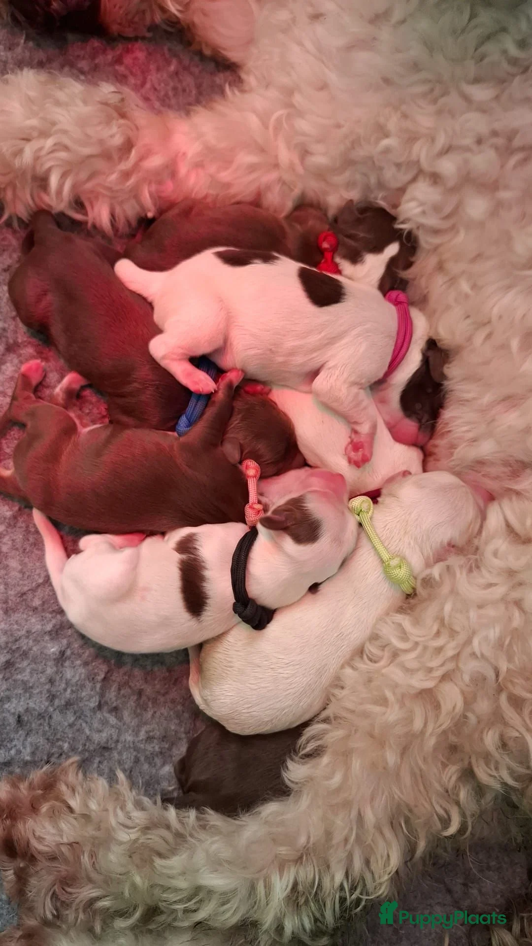 Australian Labradoodle honden te koop: Australian Labradoodle mini pups - Advertentie 2