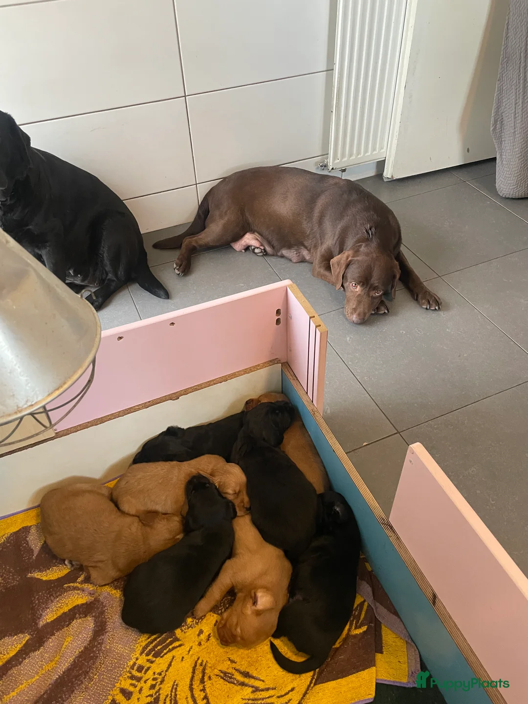 Kruising honden te koop: Kruising Labrador met Golden retriever in Heesch - Advertentie 2