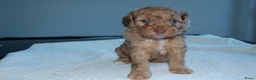 Labradoodle honden te koop: Prachtig mooie merle tan doodle’s  in Valkenswaard - Advertentie 3