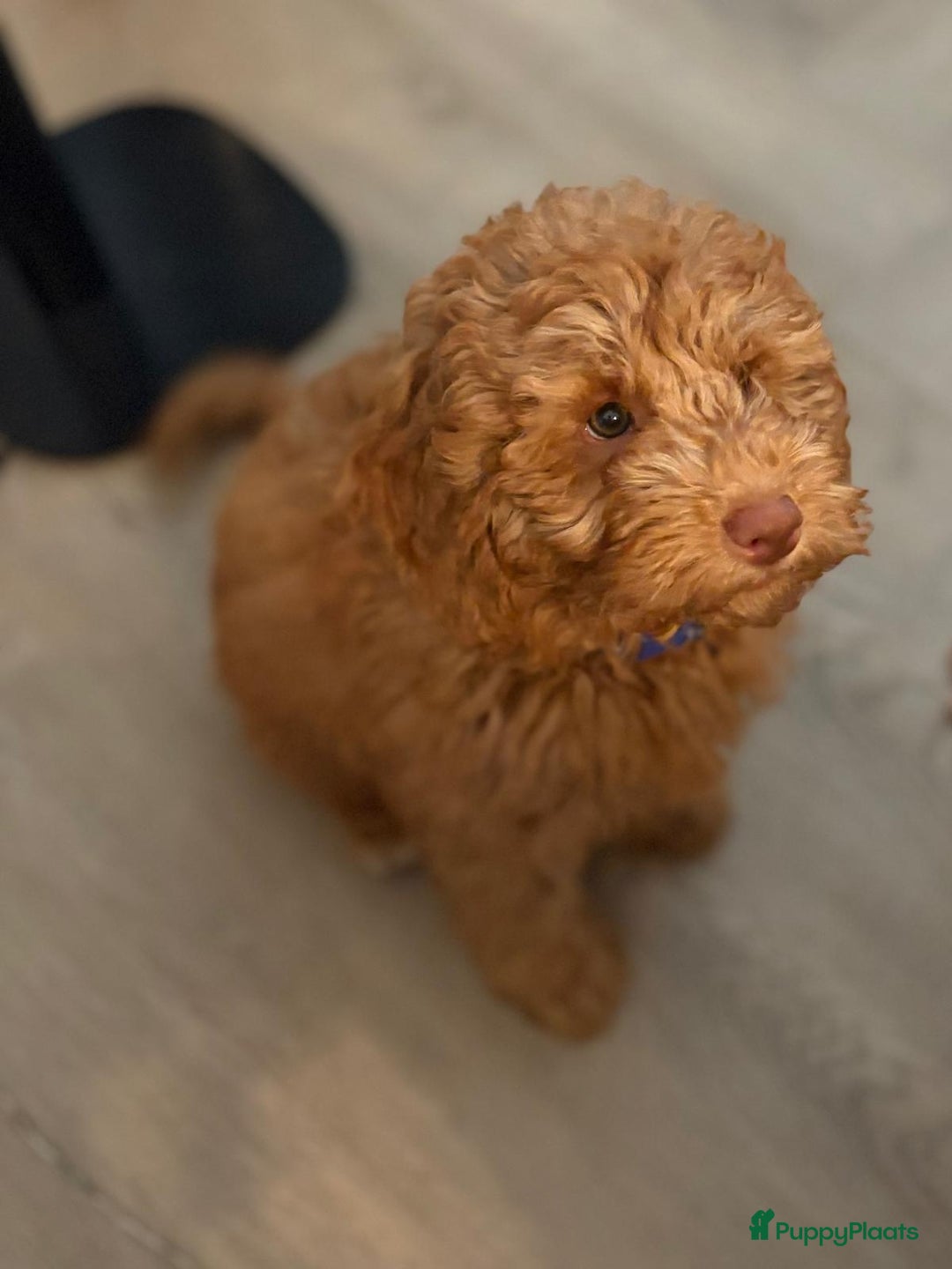 Dwergpoedel honden te koop: Puppy-dwergpoedel. Lieve en leergierige pup  - Advertentie 2