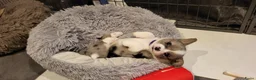 Welsh Corgi Cardigan honden te koop: Welsh corgi cardigan pups, blue merle - Advertentie 5