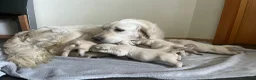 Golden Retriever honden te koop: Golden Retriever pups - Advertentie 7