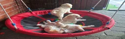 Labradoodle honden te koop: Poedel outcross pups | DNA-geteste ouderdieren - Advertentie 15