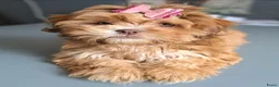 Kruising honden te koop: Net geboren, Boomer Pups 💙❤️(Shih-Tzu x Boomer) - Advertentie 14
