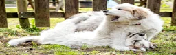 Pyreneese Berghond honden te koop: Pyreneese Berghond pups - Advertentie 1