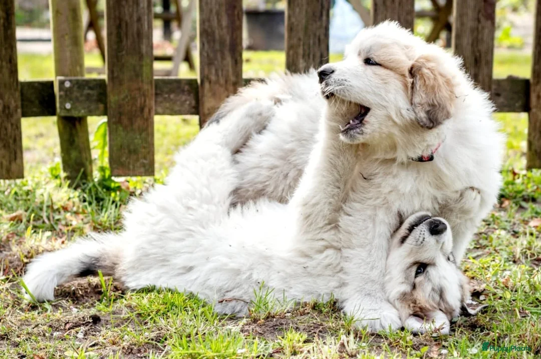Pyreneese Berghond honden te koop: Pyreneese Berghond pups - Advertentie 1