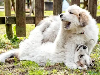 Pyreneese Berghond honden Pyreneese Berghond pups - Advertentie 1