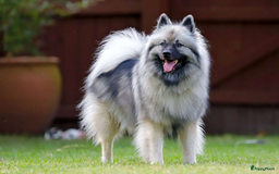 Keeshond honden te koop: Kruising Keeshond X Japanse Spits - Afbeelding 18