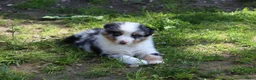 Australian Shepherd honden te koop: Australian shepherd pups beschikbaar - Advertentie 7