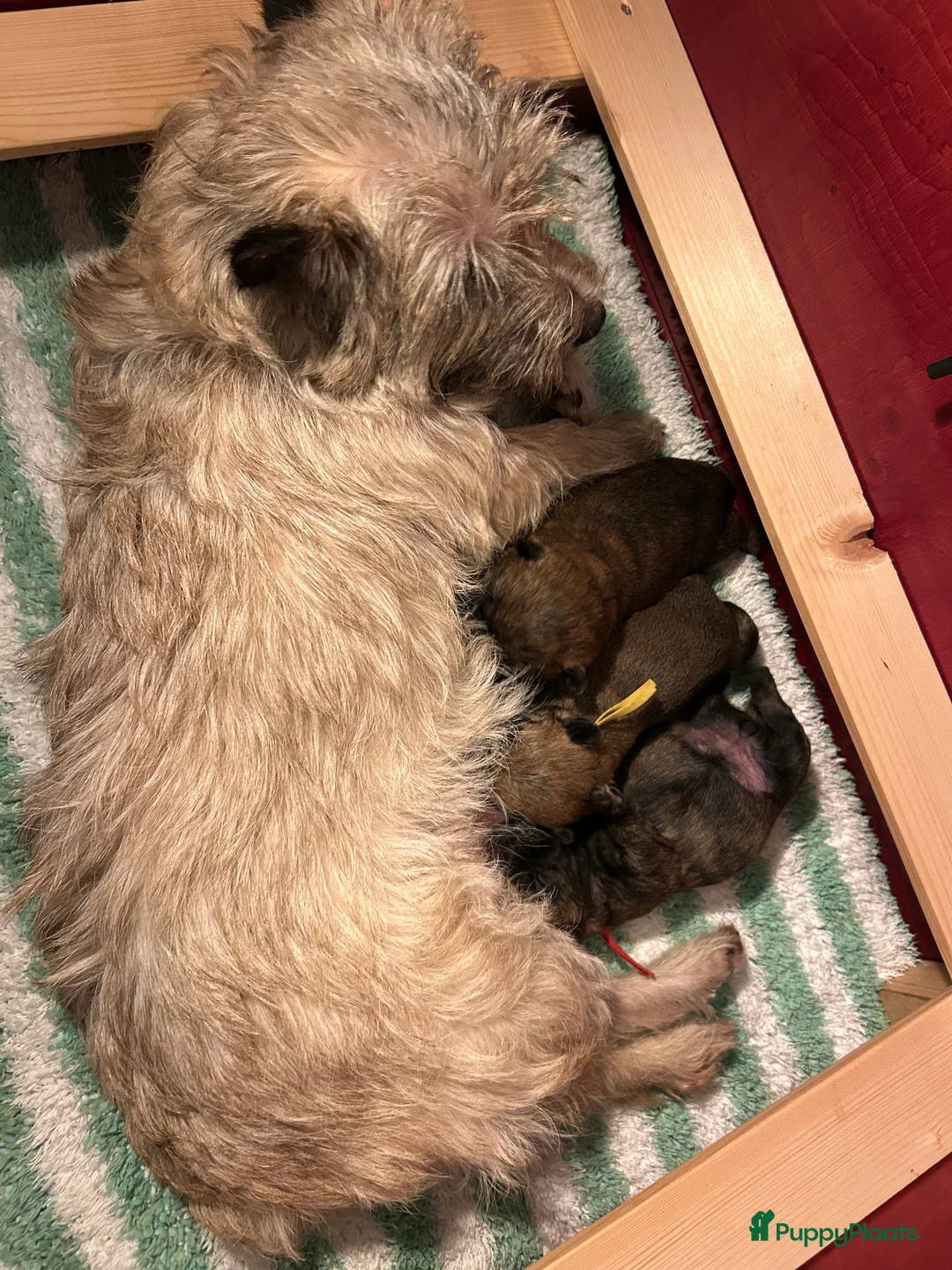 Cairn Terriër honden te koop: Cairn Terriër reutje gestroomd - Advertentie 2