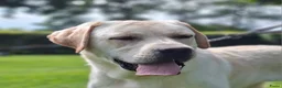 Labrador Retriever honden te koop: Raszuivere stamboom labrador retriever pups - Advertentie 3
