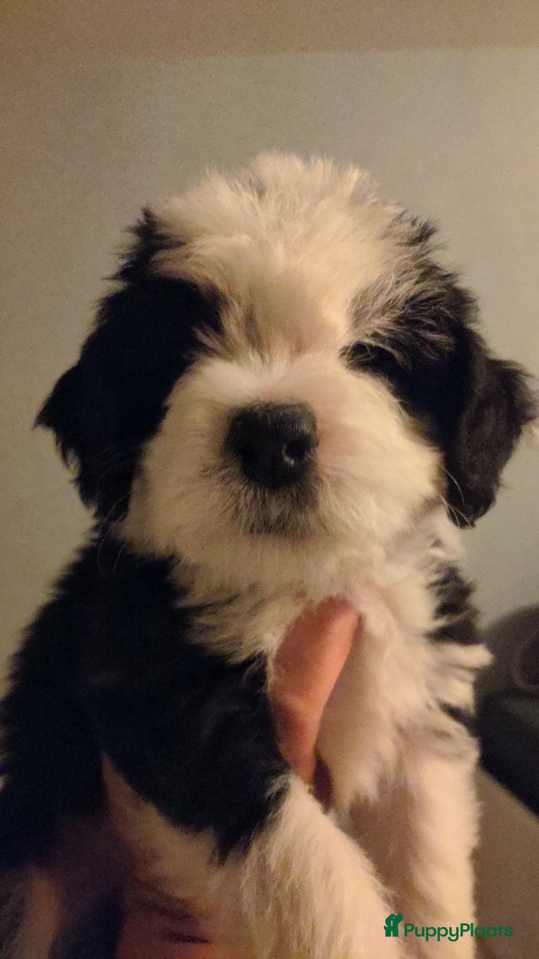 Kruising honden te koop: Mooi, lief en slim! hypoallergene Spaanse aussies - Afbeelding 7