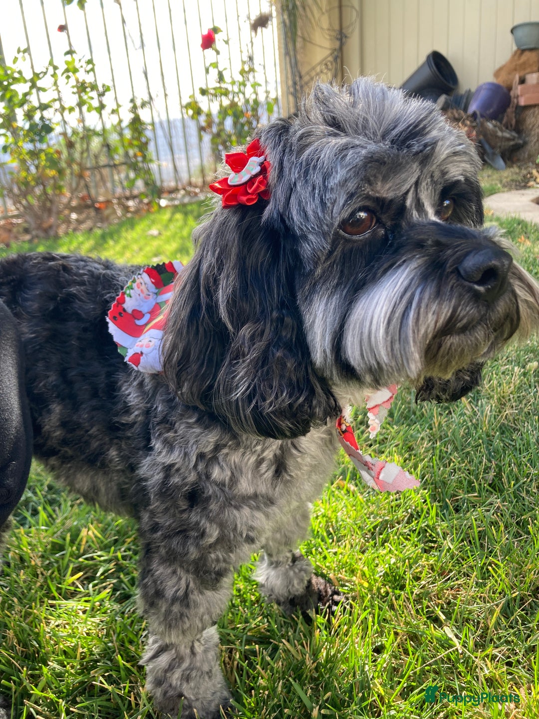 Cockapoo honden te koop: Health-Checked Mini Cockapoo Litter - Advertentie 3