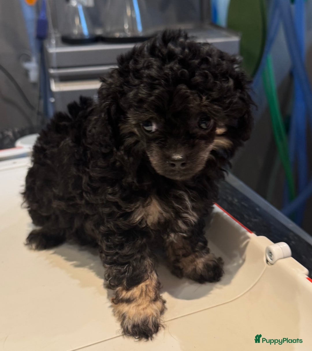 Poedel Toy honden te koop: Toy poedels  - Advertentie 24