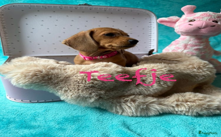 Kruising honden - Advertentie 12