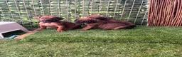Rhodesian Ridgeback honden te koop: Prachtige Rhodesian Ridgeback pups - Advertentie 3