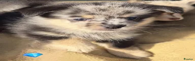 Pomchi Puppy 1