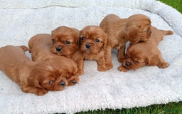 Cavalier King Charles Spaniel honden te koop: Cavalier Pups beschikbaar in Bladel - Afbeelding 1