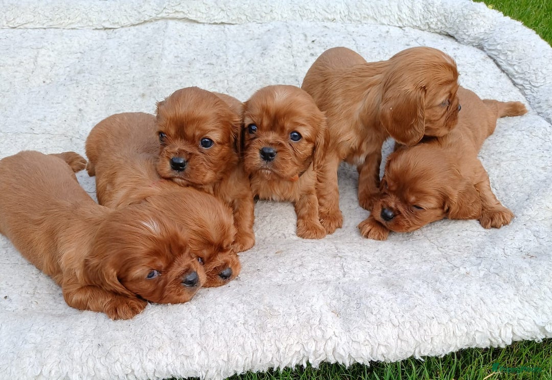 Cavalier King Charles Spaniel honden te koop: Cavalier Pups beschikbaar in Bladel - Afbeelding 1