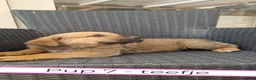 Kruising honden te koop: Rottweiler x moskovitische waakhond in De Westereen - Advertentie 23