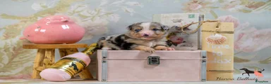 Australian Shepherd Puppy 6