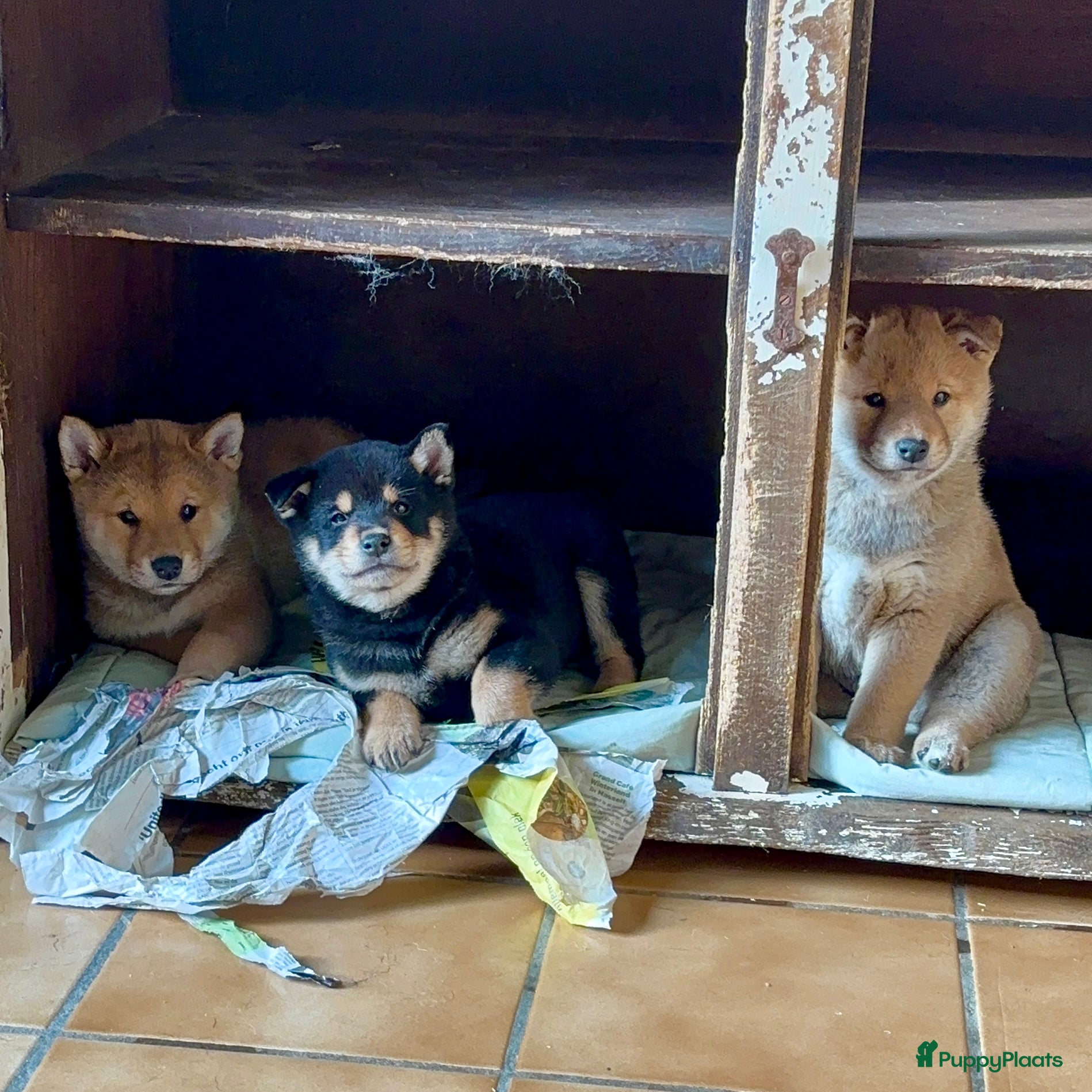 Shiba honden Shiba inu  - Advertentie 1