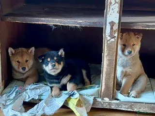 Shiba honden Shiba inu - Advertentie 1