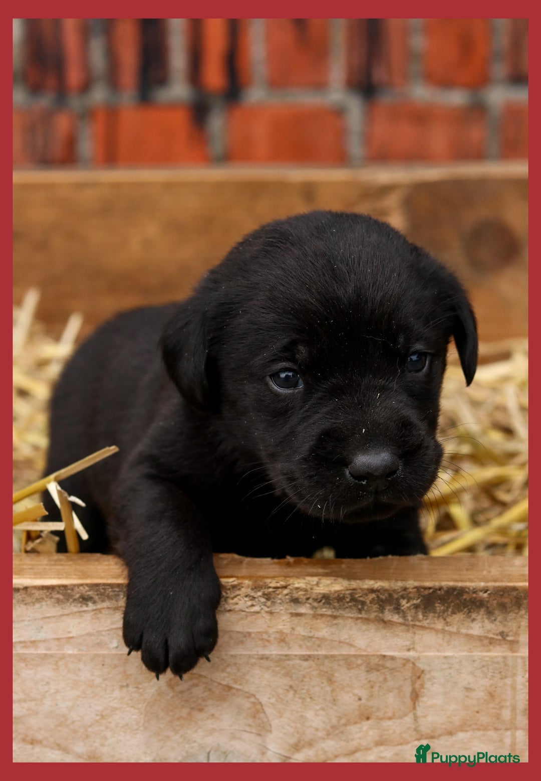 Labrador Retriever honden te koop: Prachtige sociale labrador pups te koop - Advertentie 12
