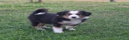 Kruising honden te koop: Shepherd puppy's  - Advertentie 7