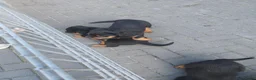 Rottweiler honden te koop: Rottweiler pups - Advertentie 5