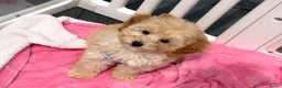 Maltipoo honden te koop: Mini maltipoo pups thuis geboren en grootgebracht - Advertentie 11