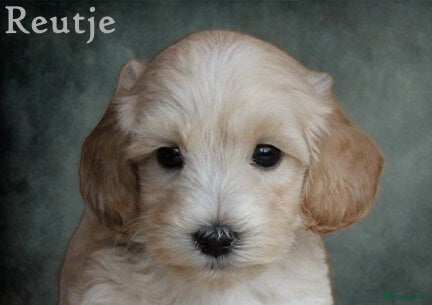 Maltipoo honden Lieve Maltipoo pups - Advertentie 2