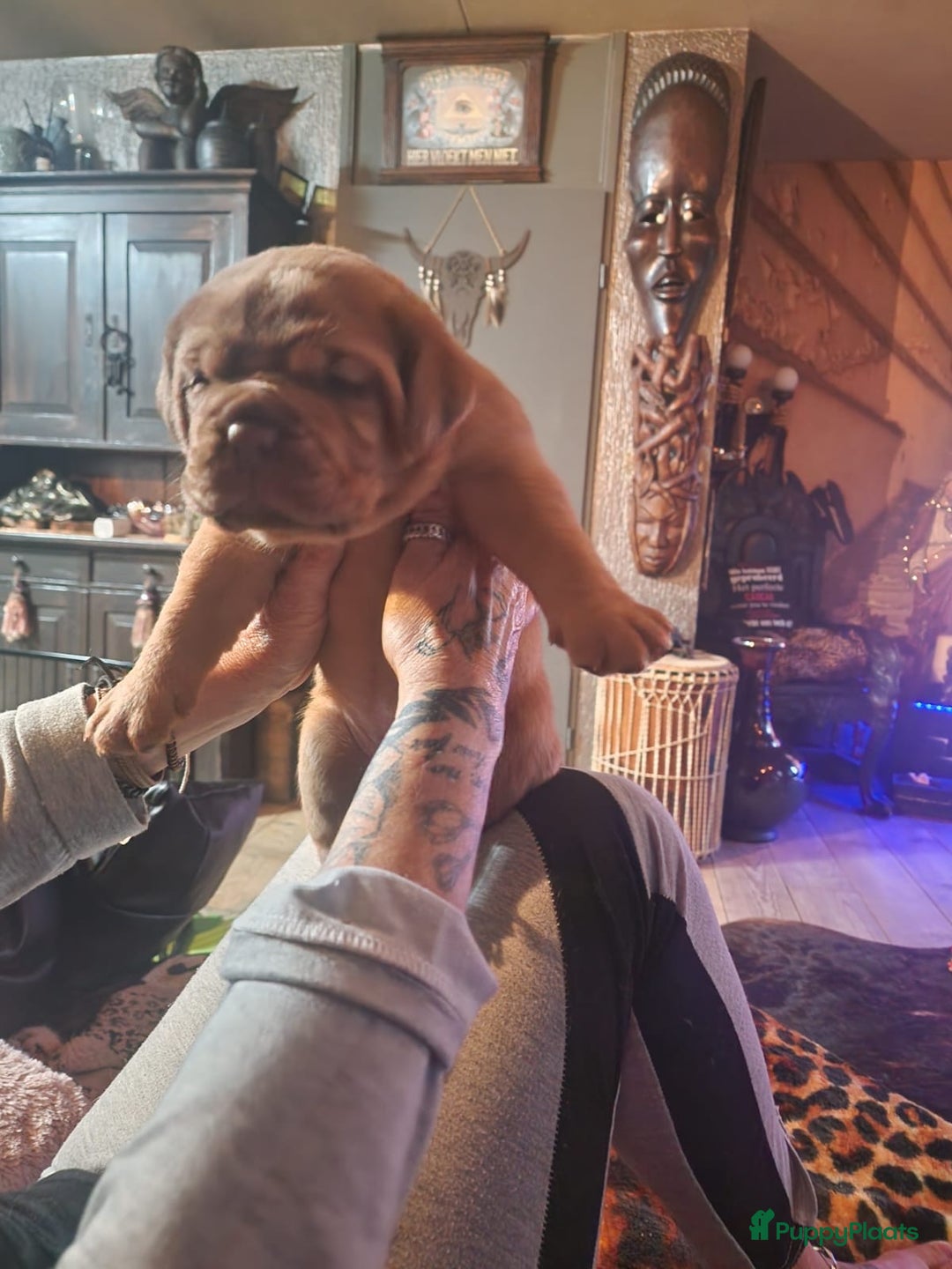 Bordeaux Dog honden te koop: Bordeauxdog puppy’s te koop in Lekkerkerk - Afbeelding 2