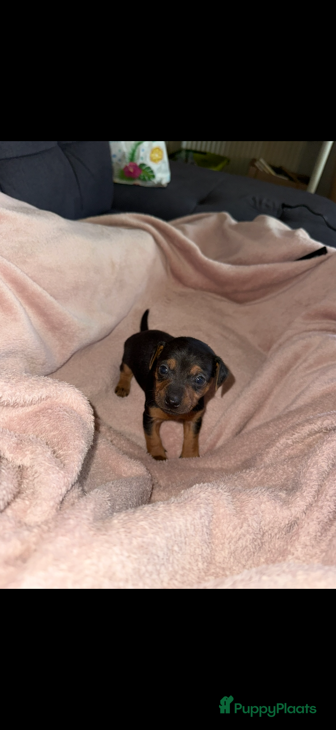 Jack Russel Terriër honden te koop: Jack russel pups - Advertentie 39