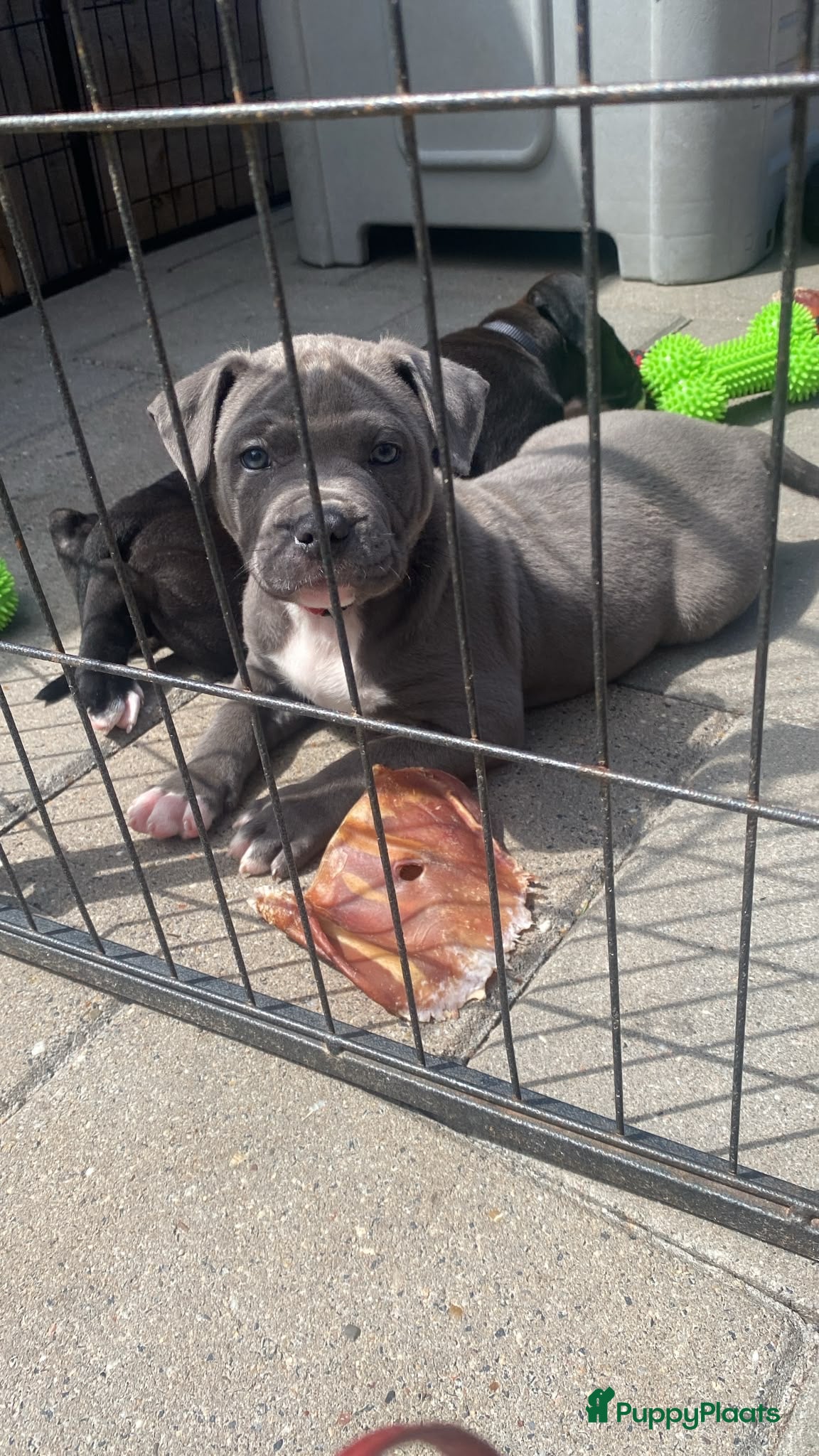 American Staffordshire Terriër honden American Stafford te koop - Advertentie 1