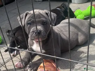 American Staffordshire Terriër honden American Stafford te koop - Advertentie 1