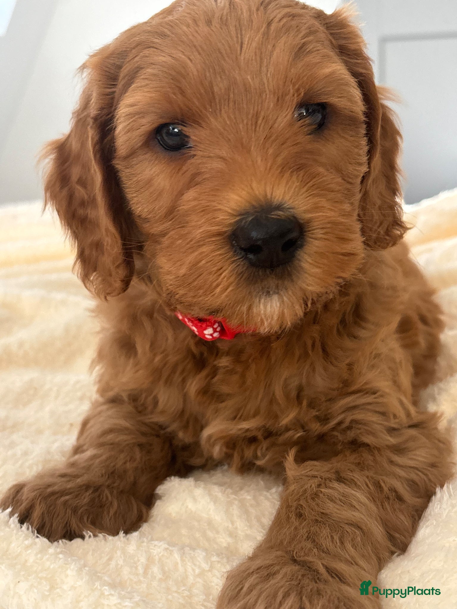 Australian Labradoodle honden Australian labradoodle pups - Advertentie 4