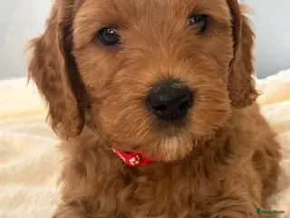 Australian Labradoodle honden Australian labradoodle pups - Advertentie 4