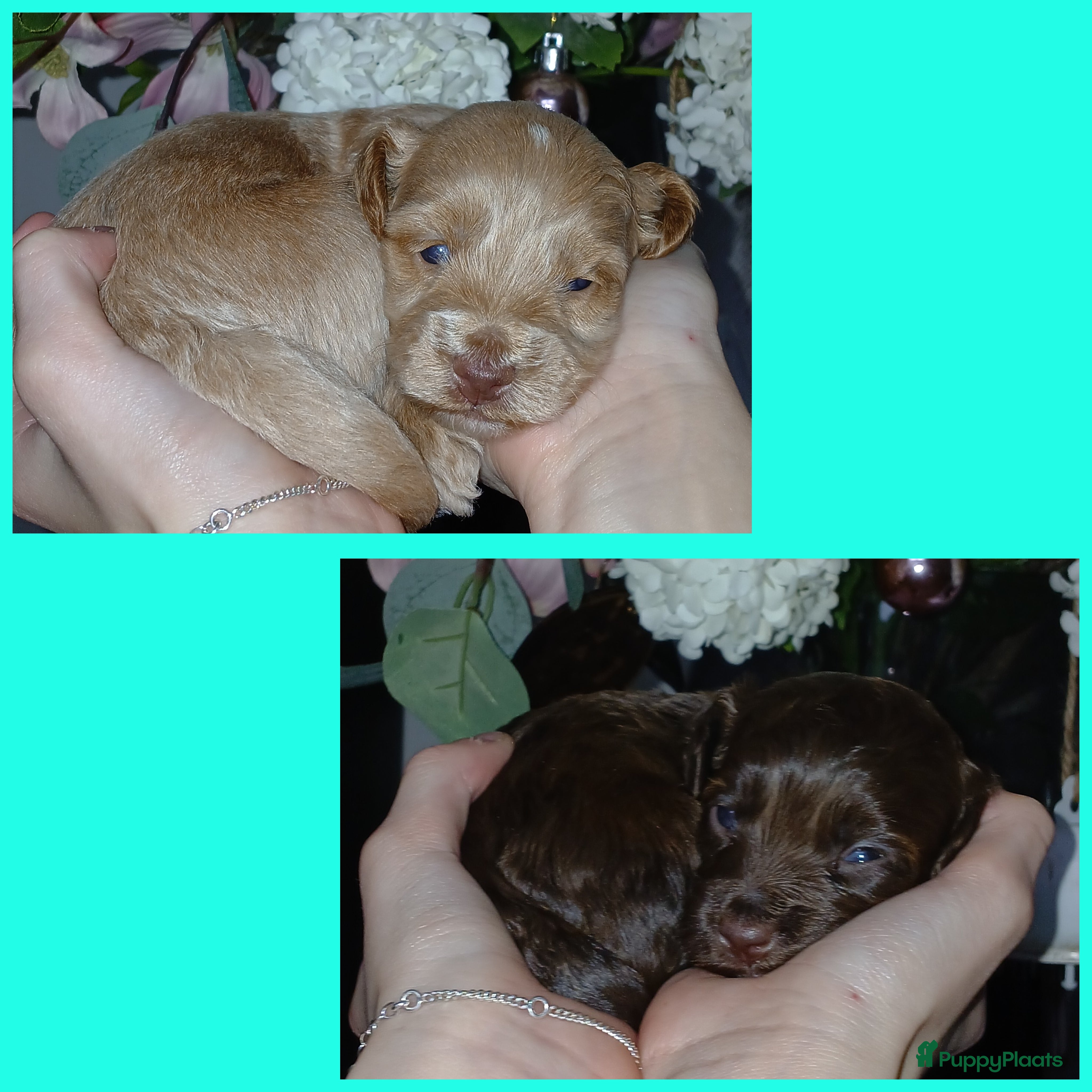 Poedel Toy honden Lieve Prachtige Rasechte Toy Poedels geboren - Advertentie 1