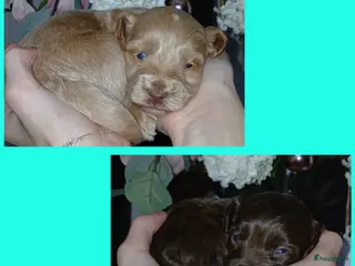 Poedel Toy honden Lieve Prachtige Rasechte Toy Poedels geboren - Advertentie 1