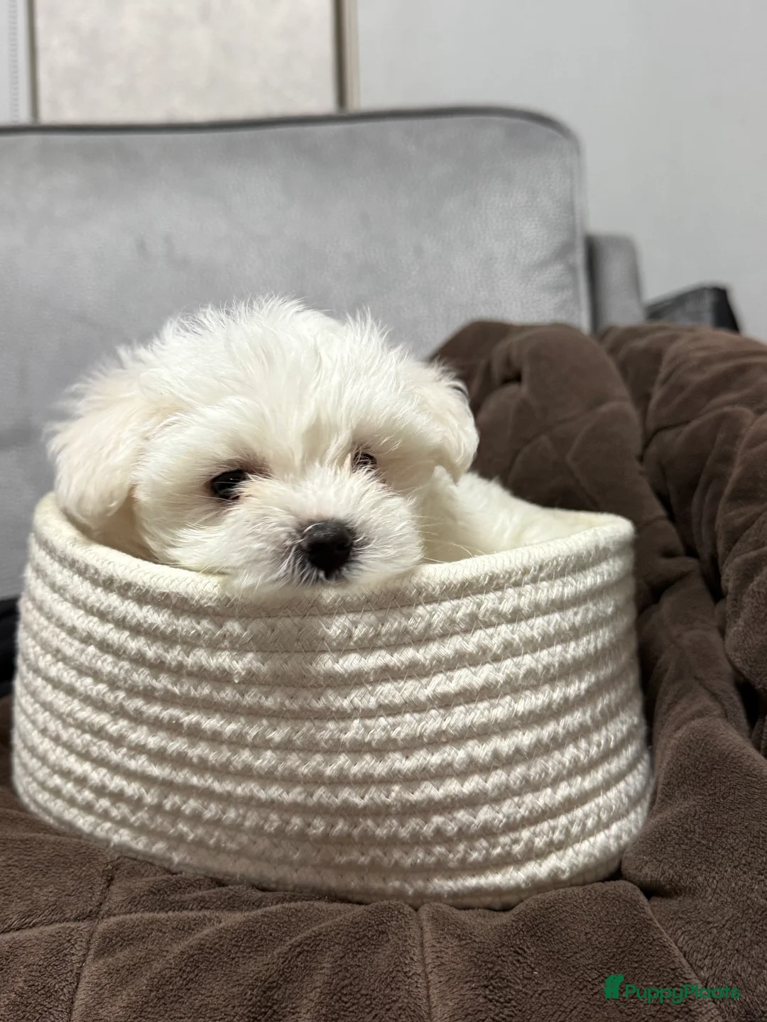 Maltezer honden te koop: Maltezer puppy  - Advertentie 7