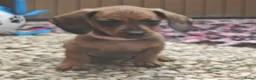 Teckel (korthaar)  honden te koop: Dwergteckel pups. Beide ouders aanwezig.  - Advertentie 11