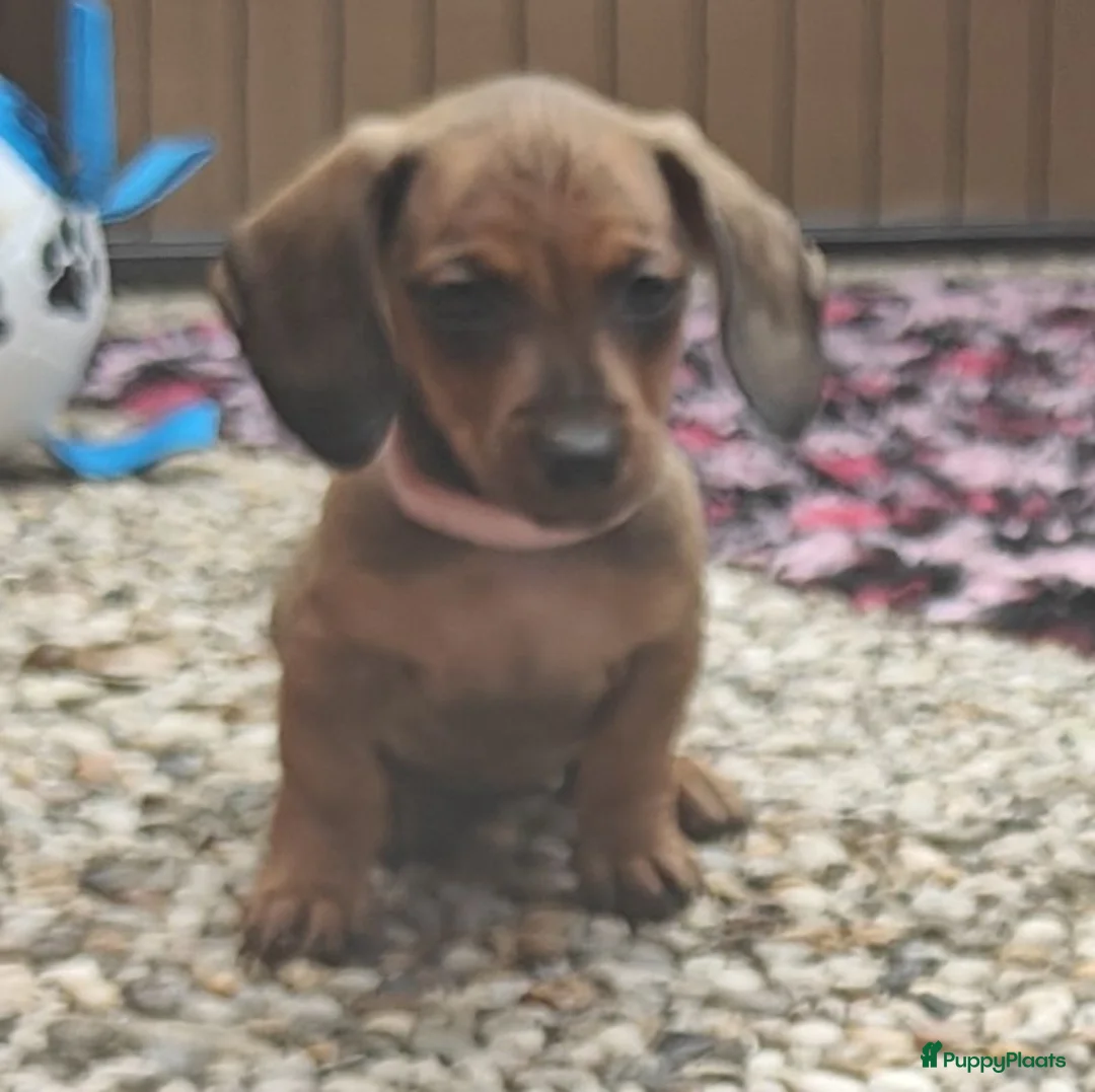 Teckel (korthaar)  honden te koop: Dwergteckel pups. Beide ouders aanwezig.  - Advertentie 11